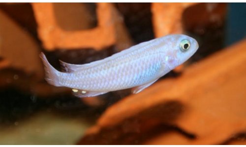 Melanochromis maingano white